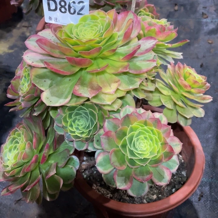 豆**爸862奶白11111多肉