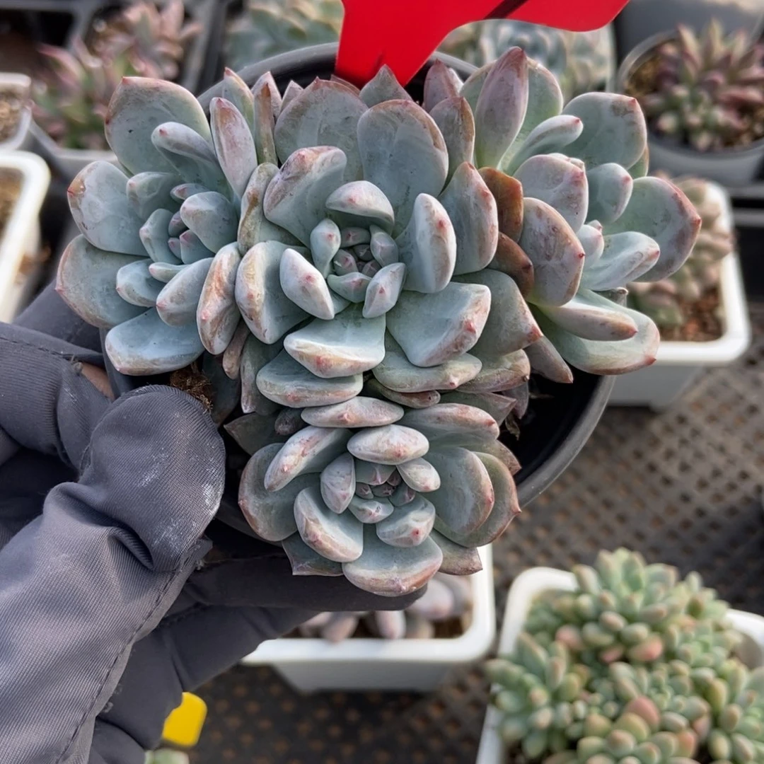 659星影橙多肉葡萄