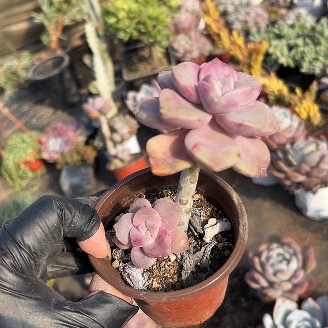 多肉植物鹅肝紫乐