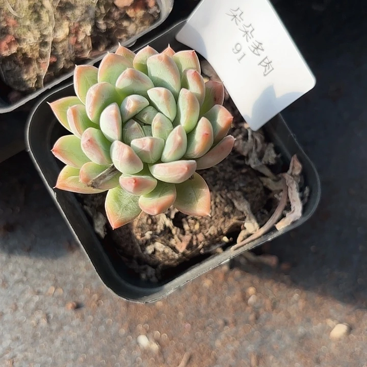 闪吼91呀呀呀雨啊呀呀嗨