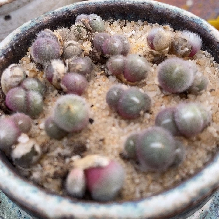 史蒂芬尼毛球一颗脱皮2头以上