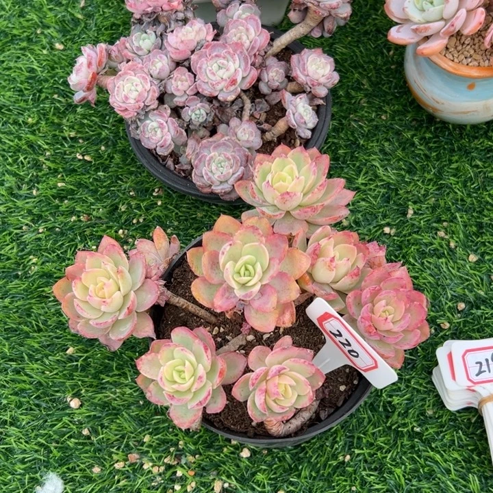 舞***语A220丝绸面沙一物一拍25.8