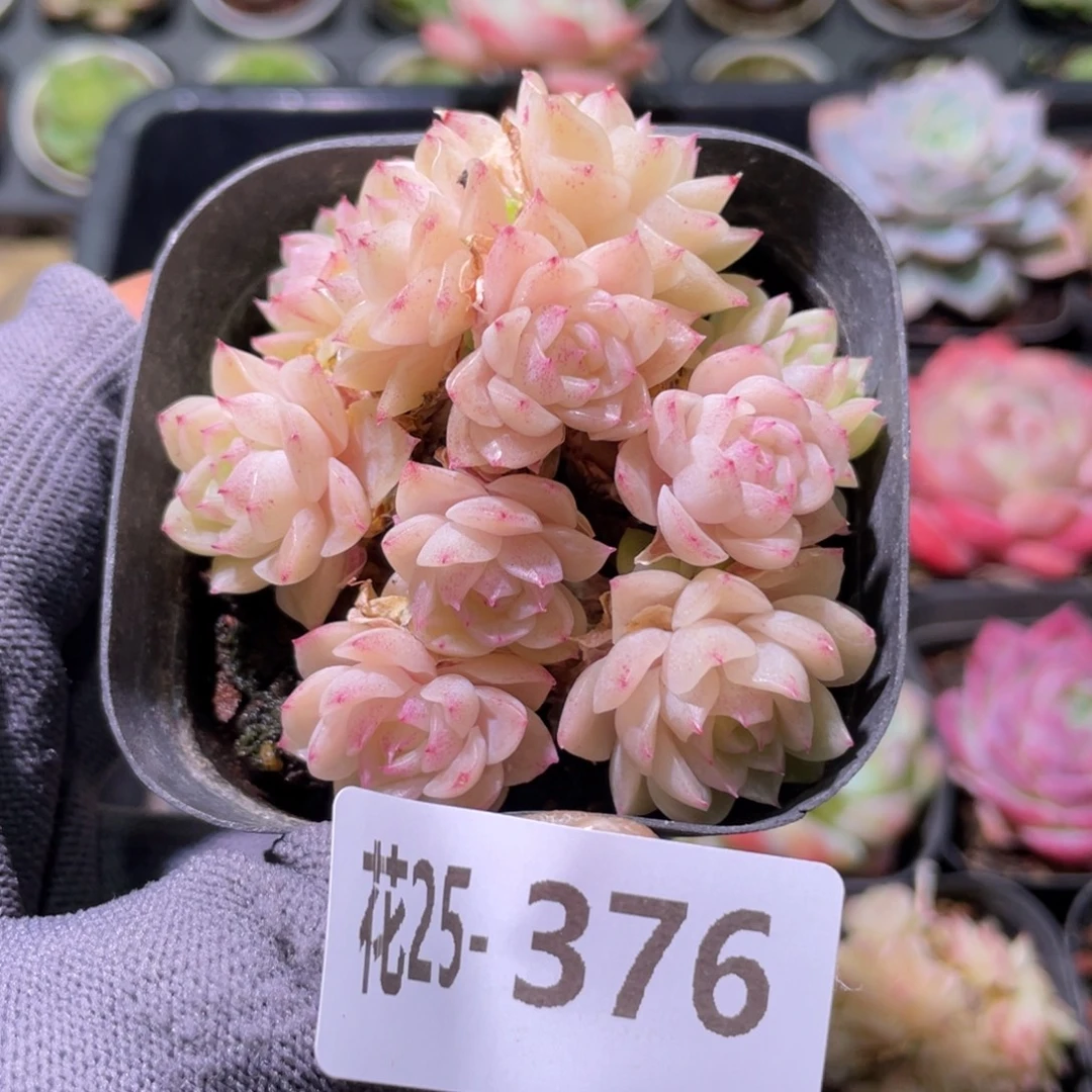 花利美25-376麦秆群