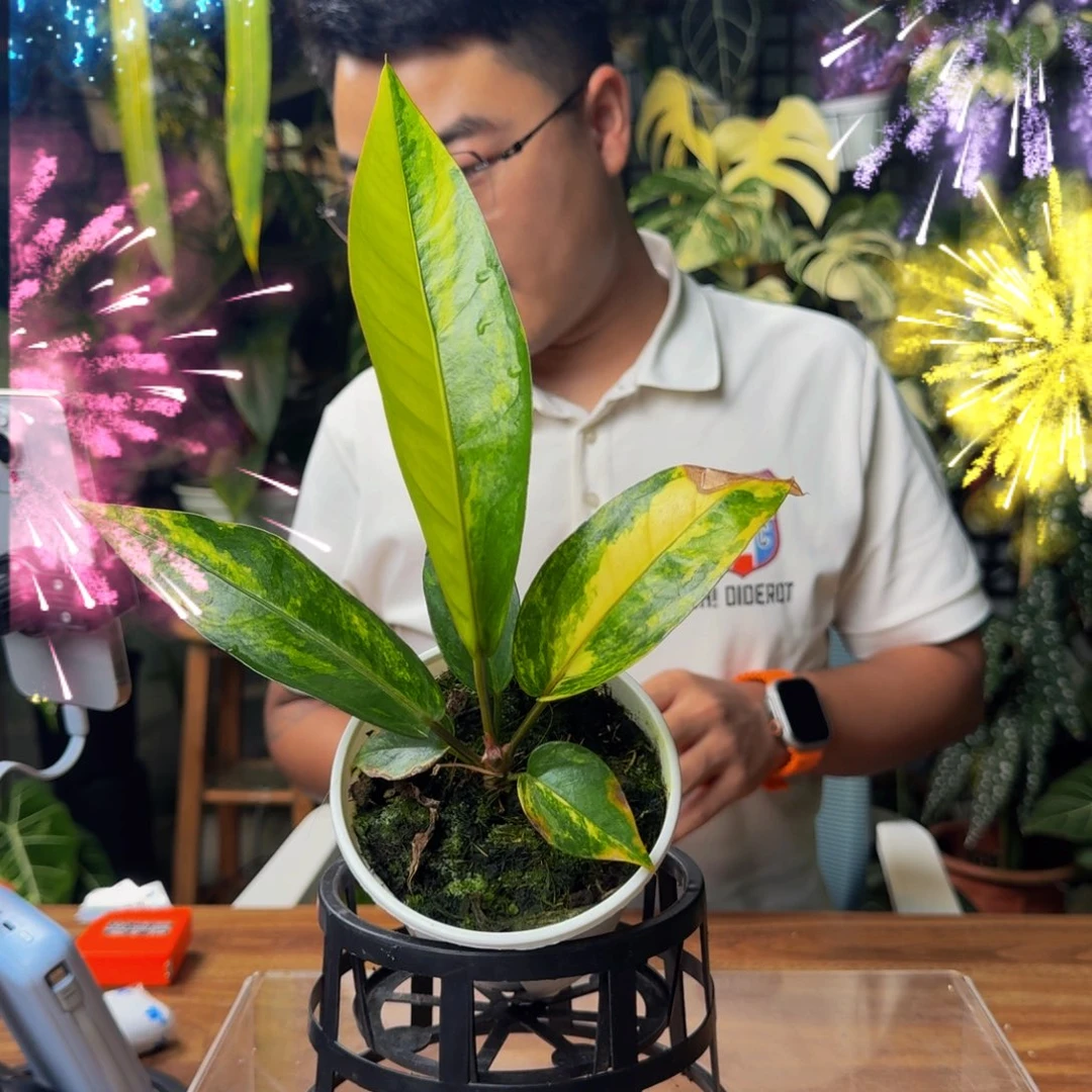 x***)无花朵一物一拍X164