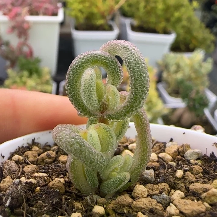 541-超白植物枝干