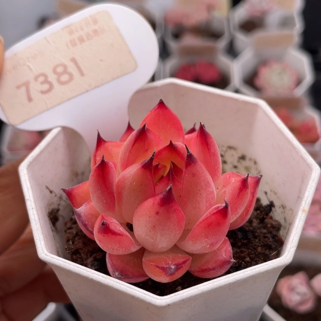 篝火7381-5.0厘米