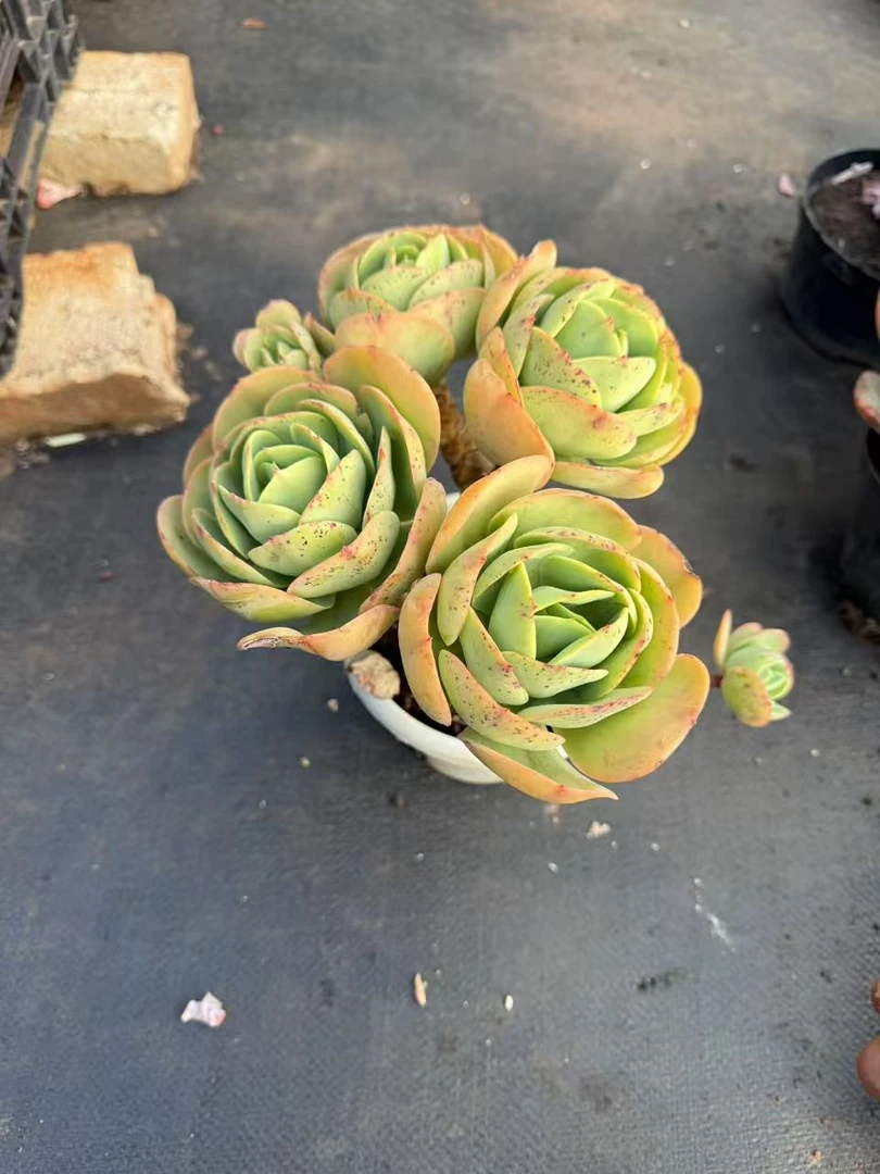 精品多肉    碧桃