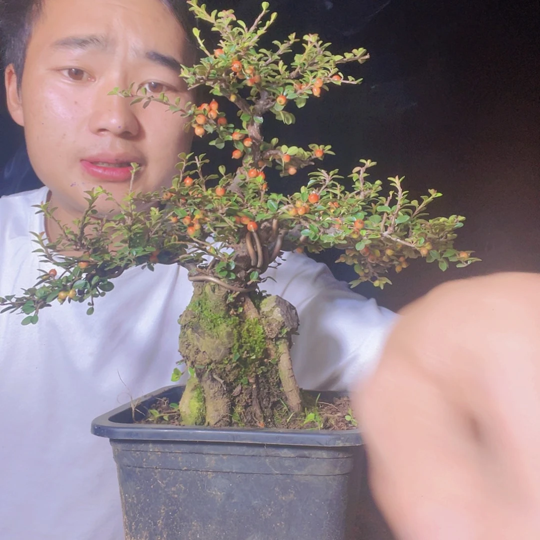 无花朵荀子盆景园区
