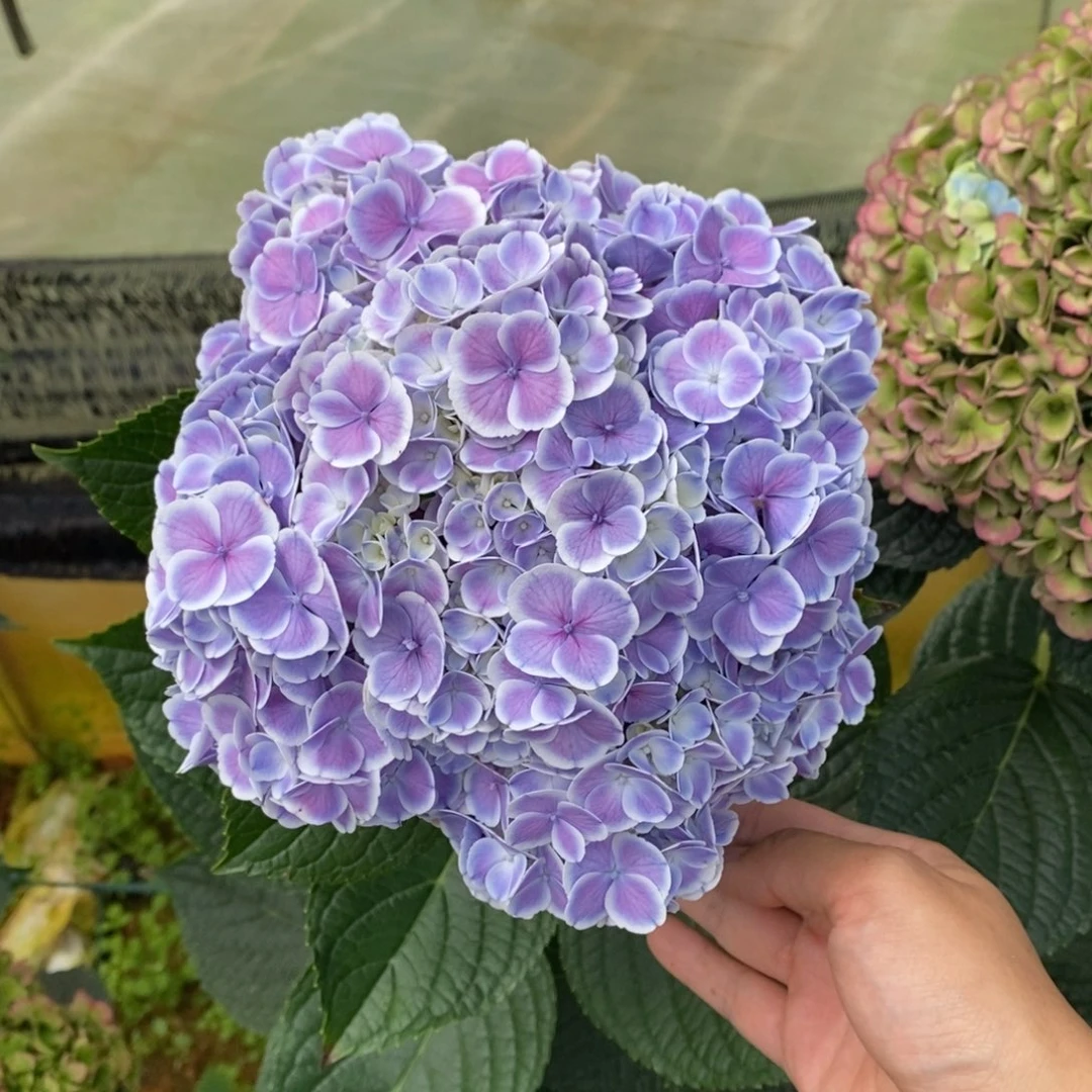 128号绣球/有色差介意勿拍/3单冷链包邮/偏远补运费发德邦