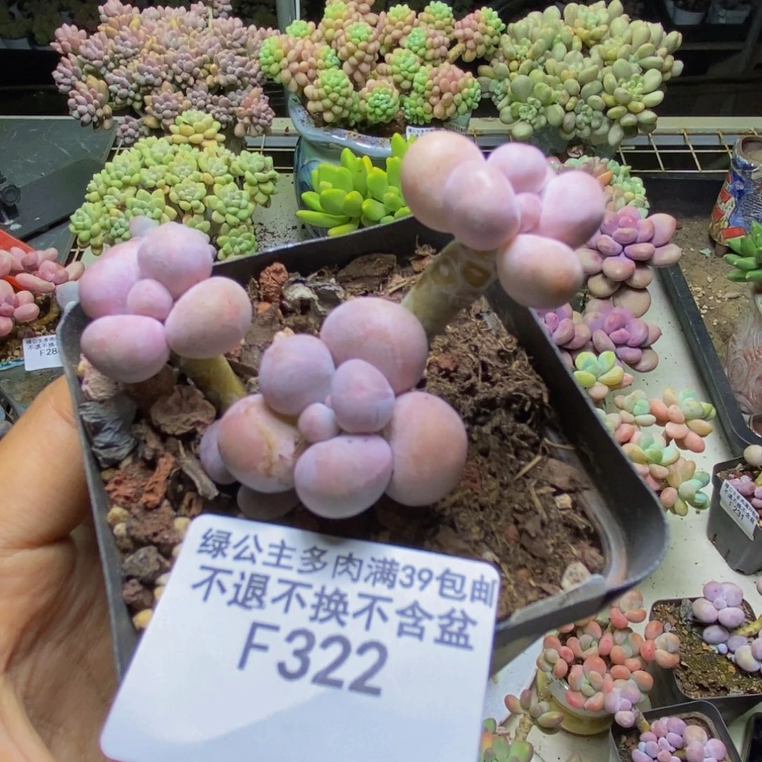 322橙奶多肉肉5cm
