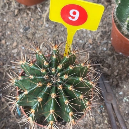 露露实生球8公分左右