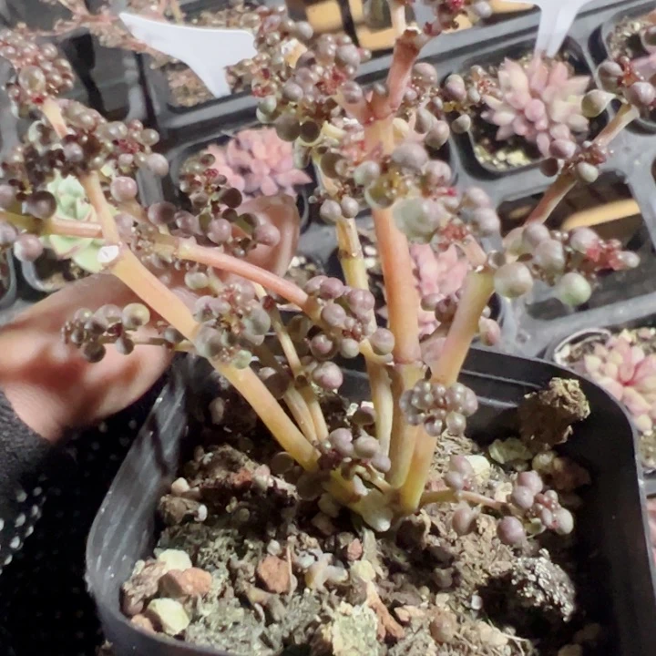 露镜精品多肉植物