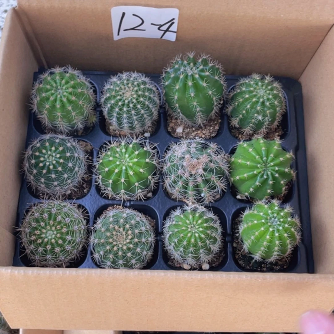 【闪购商品】12颗-4号仙人球约3-5厘米