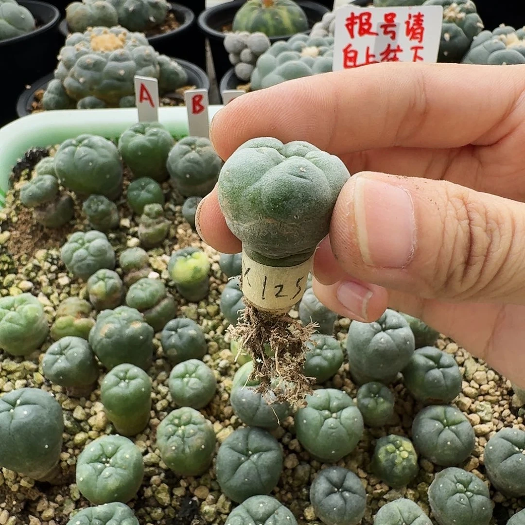 X*?实生大优锦仙人球125