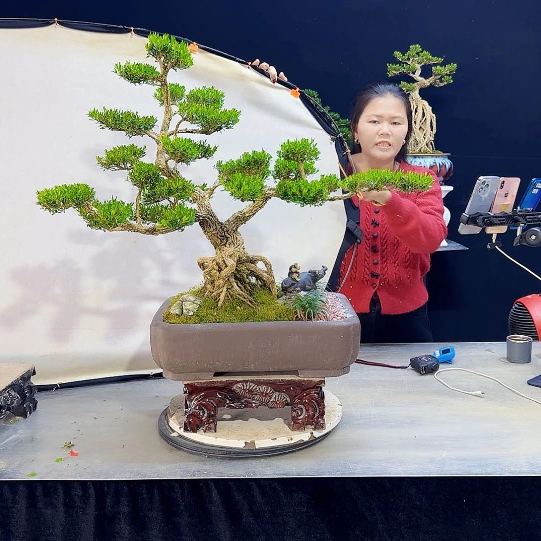 高端盆景艺术作品用****1