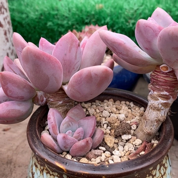 老*山奥普带盆土老桩多肉