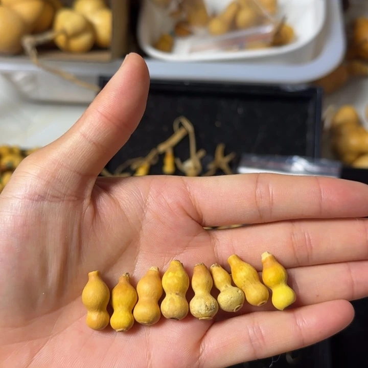 小***啦葫芦打孔后不退不换！（微瑕）