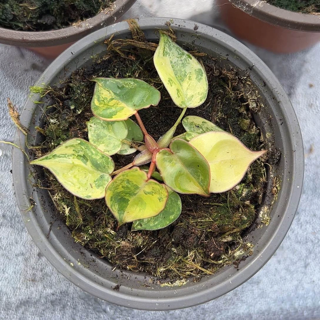 那***？完全开放橙炳锦3390