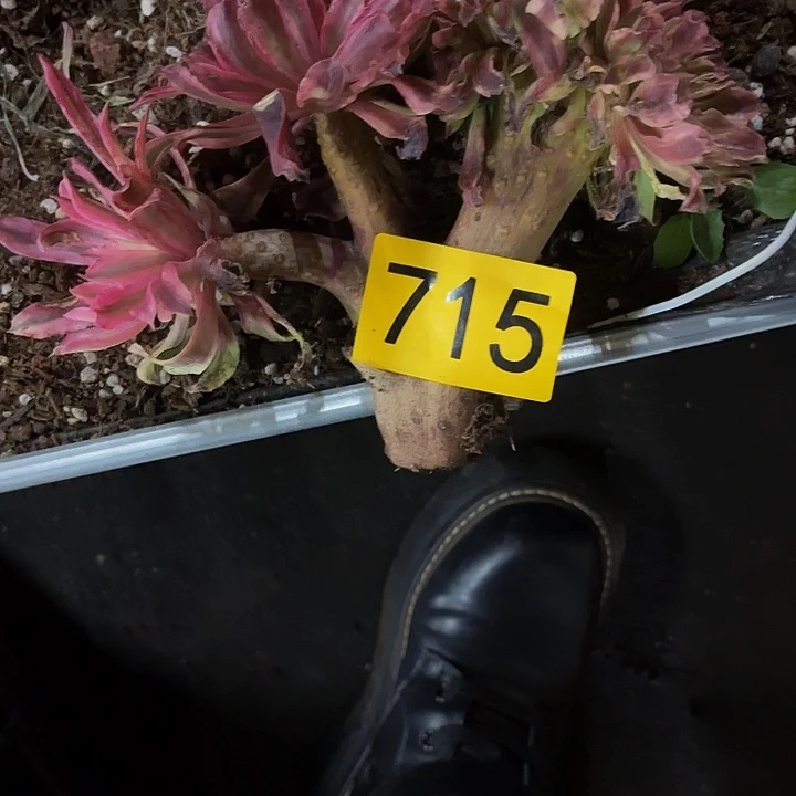 多肉植物福利715