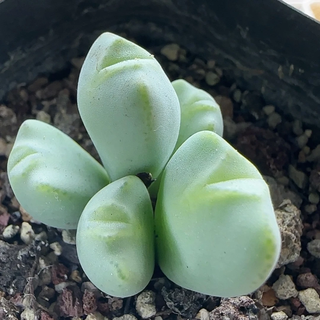 【闪购商品】18332 璇花花车