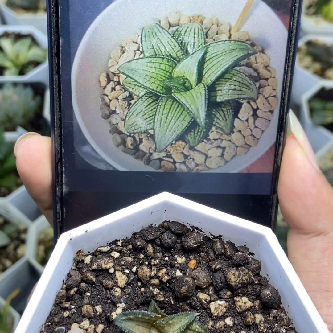 蜜蜂微笑底座苗现下无根