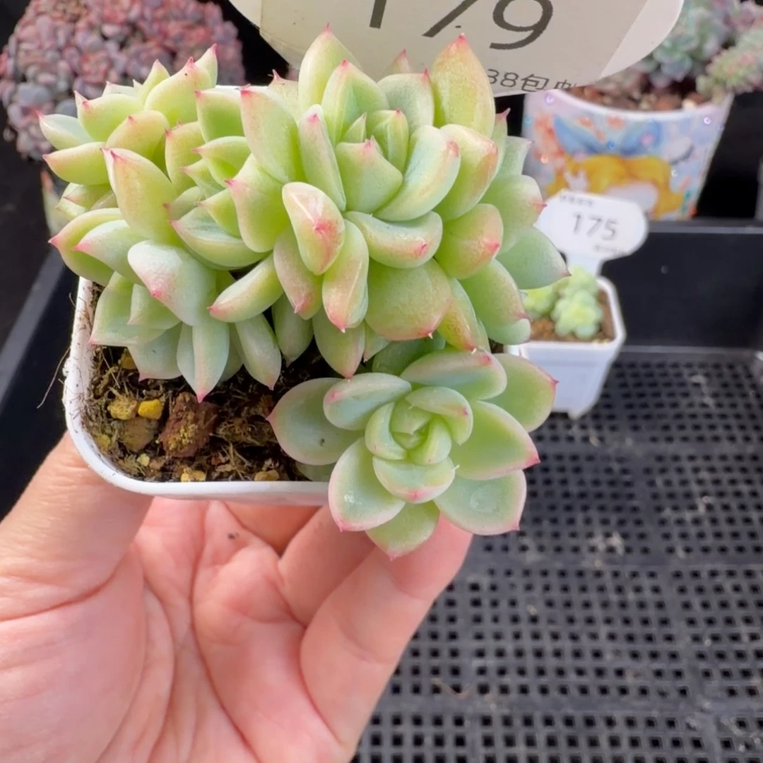 珍妮六头朵朵缀179号