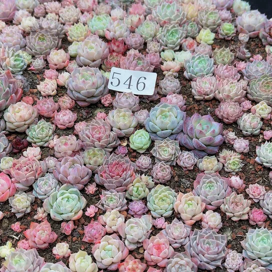 多肉植物多肉植物546