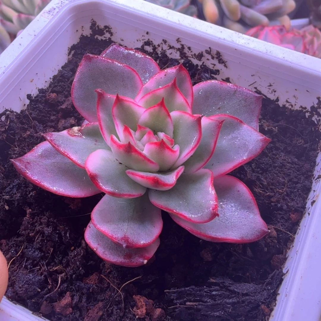 吉赛尔锦 多肉植物