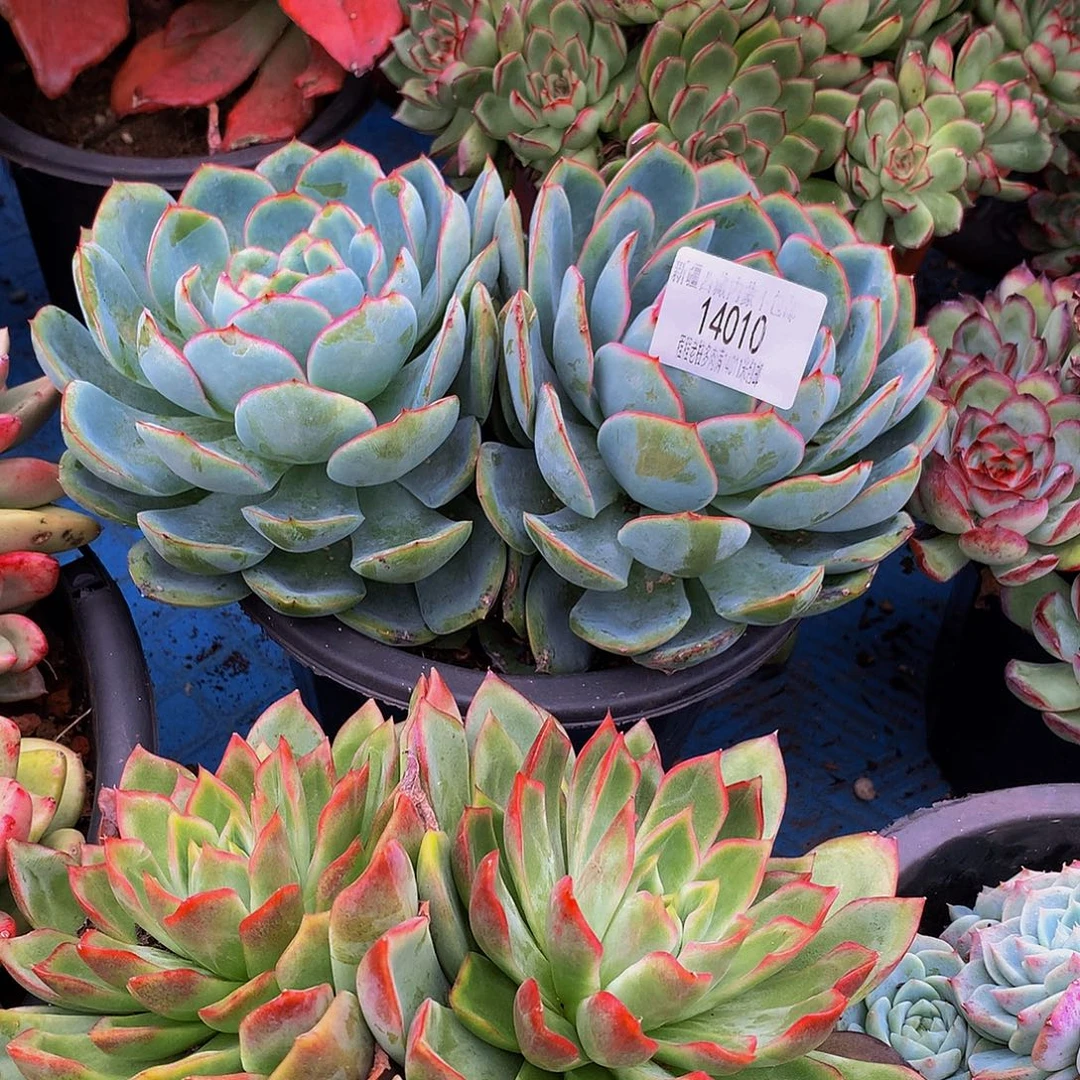 春***絮晨露14010多肉多肉