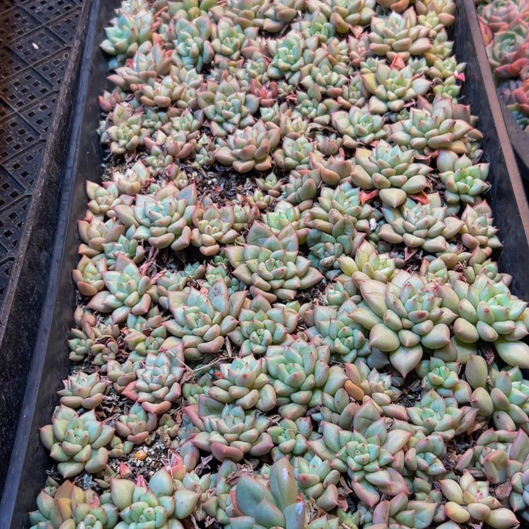 阿***.695相关和别别扭扭男男女女