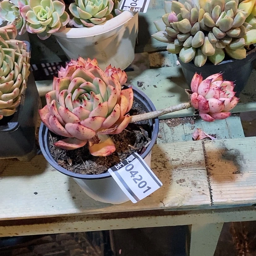 【闪购商品】杂04201