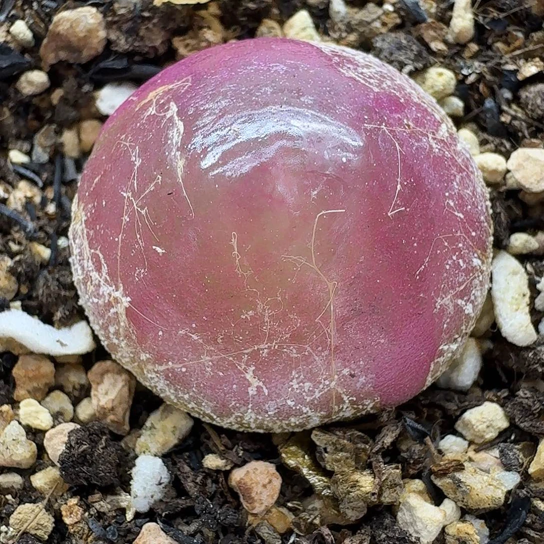 老马生石花灯泡2421