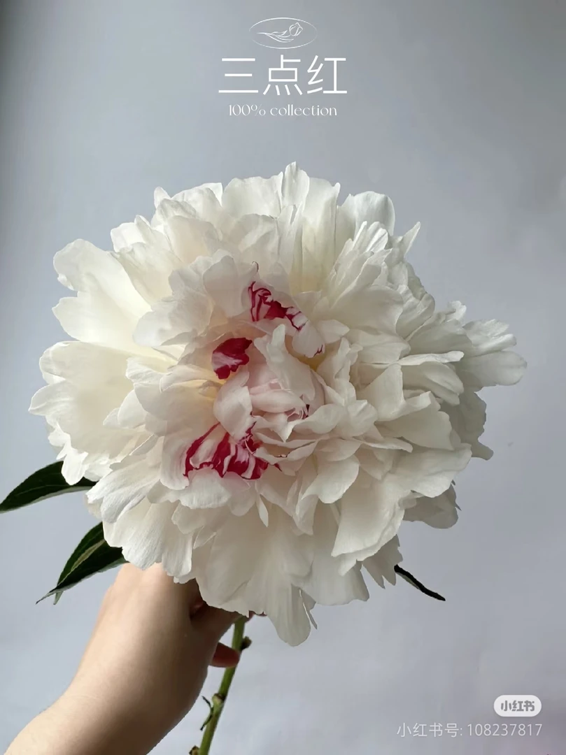 醉杨妃【三点红】芍药鲜切花云南昆明顺丰包邮