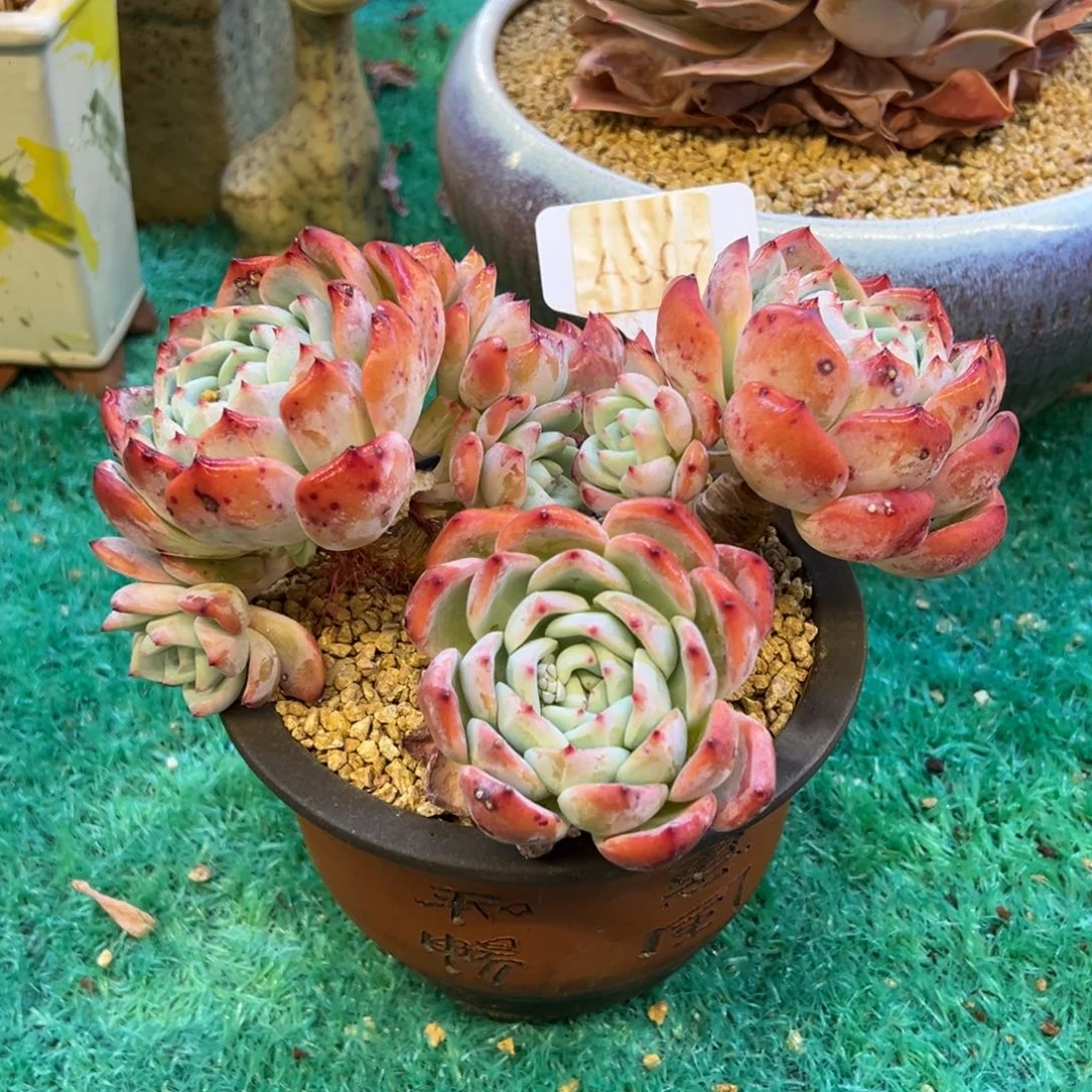 望舒，，，，，，，，，，，，，，，，