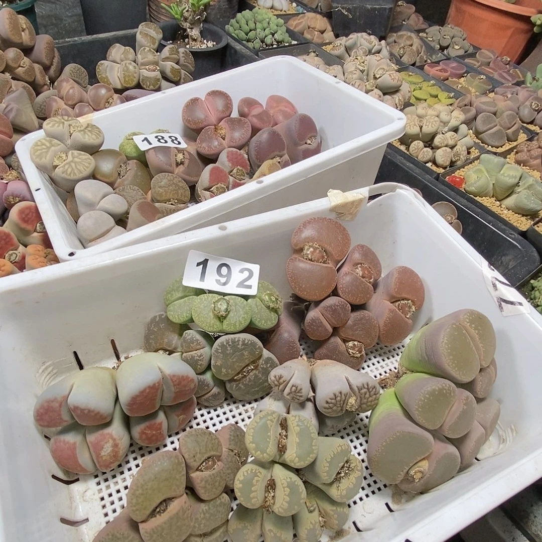 生石花一物一拍8颗192