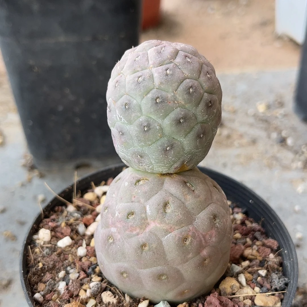 无刺雪人习志野仙人球