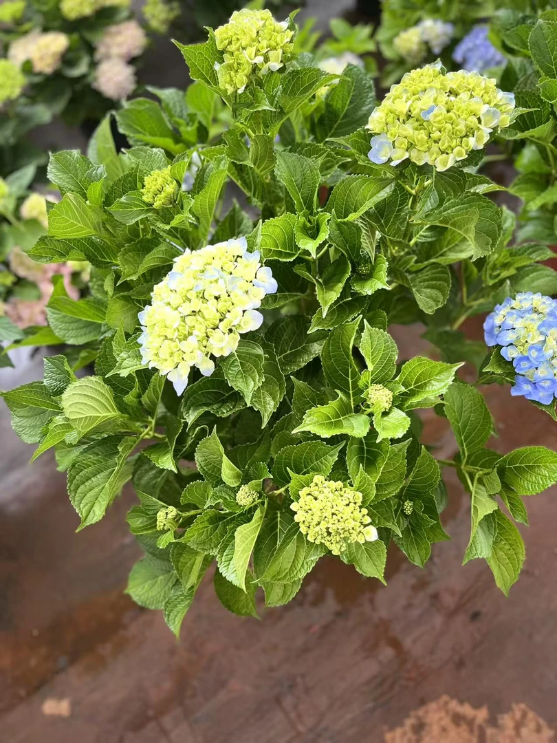 绣球盆栽  大花大海兰5加仑 绿植花卉（不支持已发货仅退款）