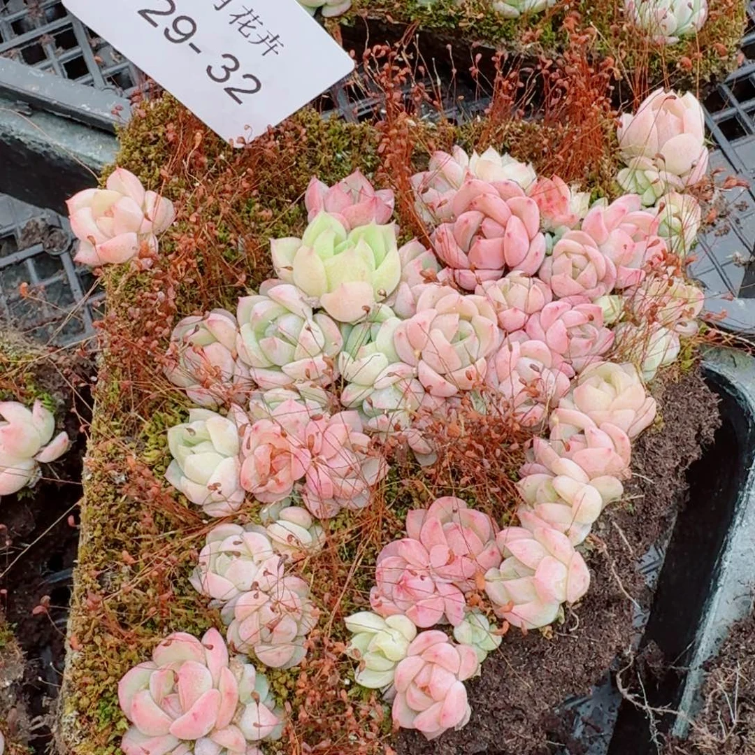 宽叶美尼珍妮切糕一份量拍29-32