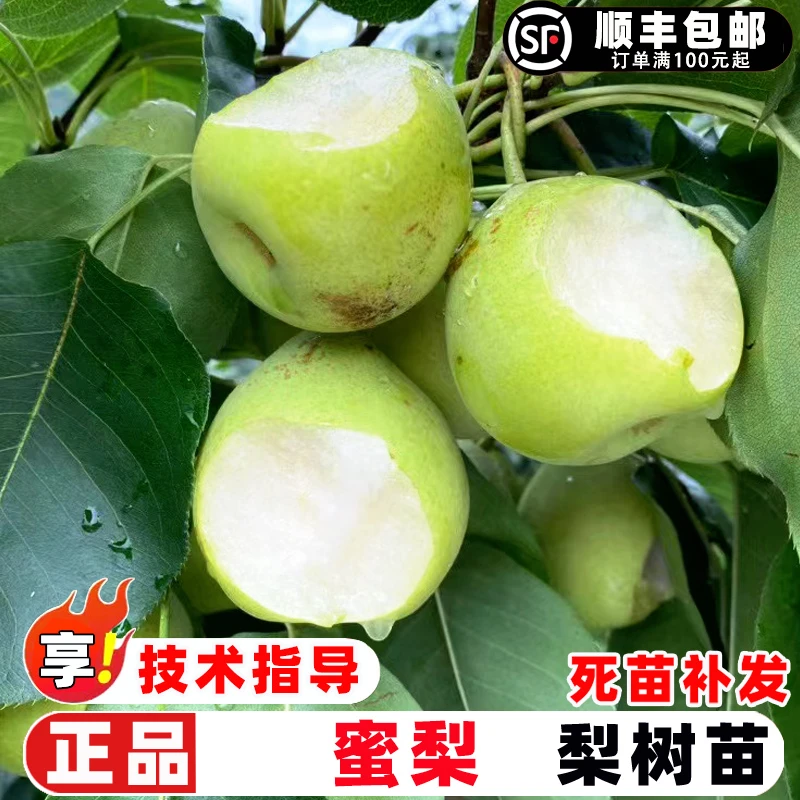 梨树果苗嫁接上海蜜梨树苗特大早熟脆甜沙梨树庭院盆地栽种植果树