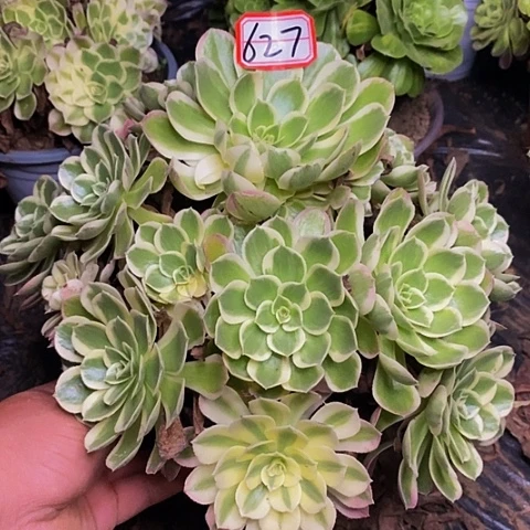 孔雀翎老桩捧花627号