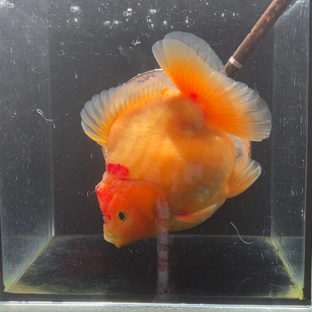 金鱼016。999999999999