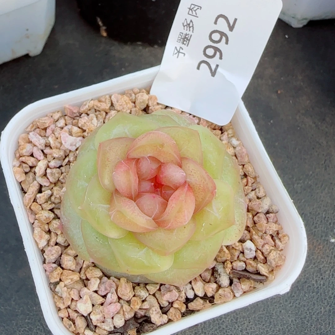 QQ糖，2992多肉植物