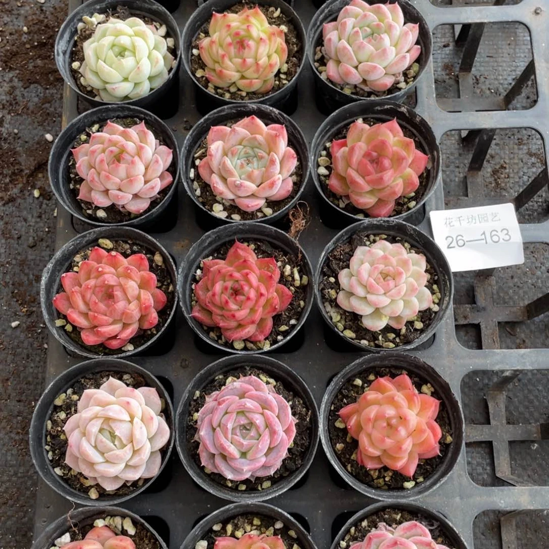 一物一拍18颗26-163