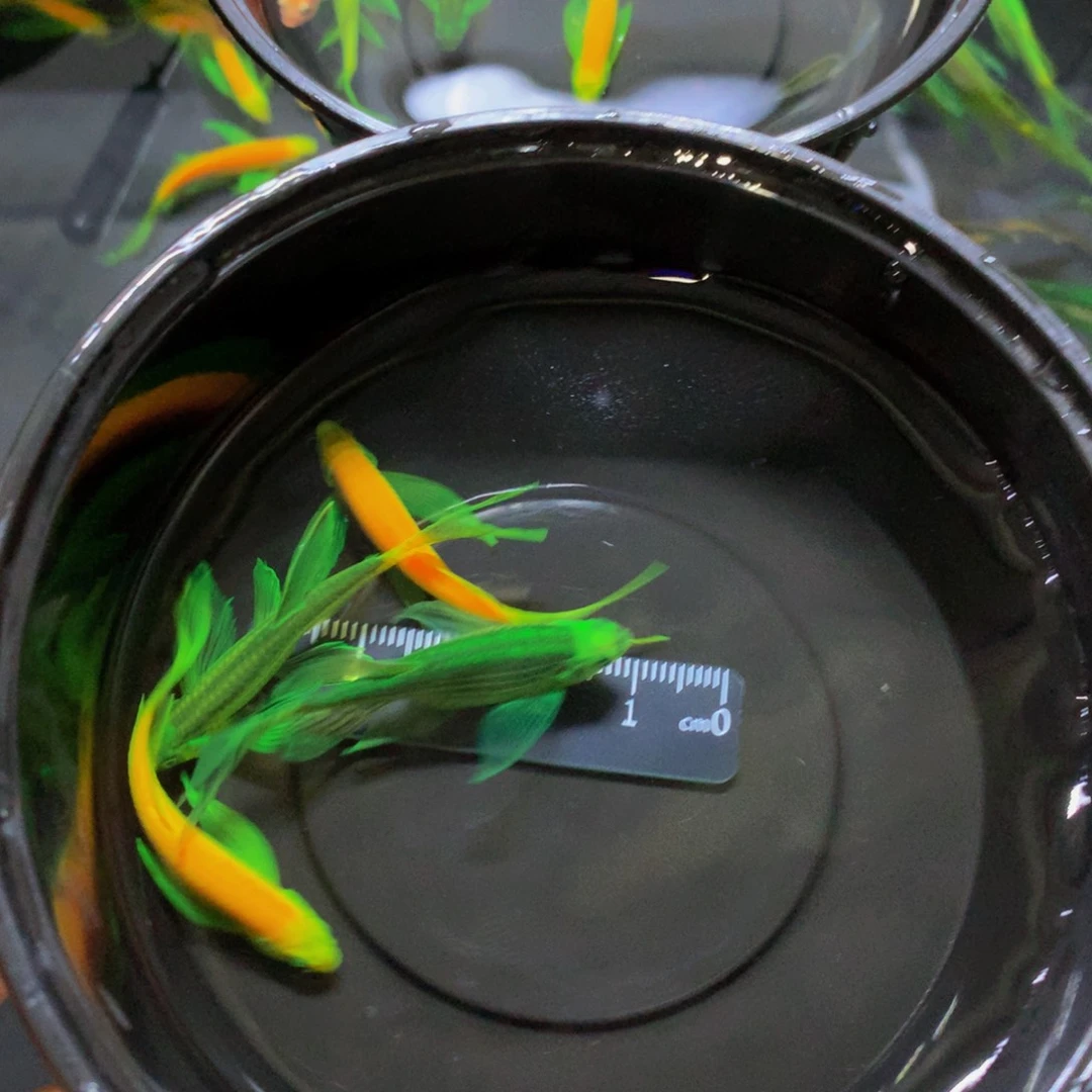 斑马鱼大号蝶翼斑马混搭4条（4-5厘米）