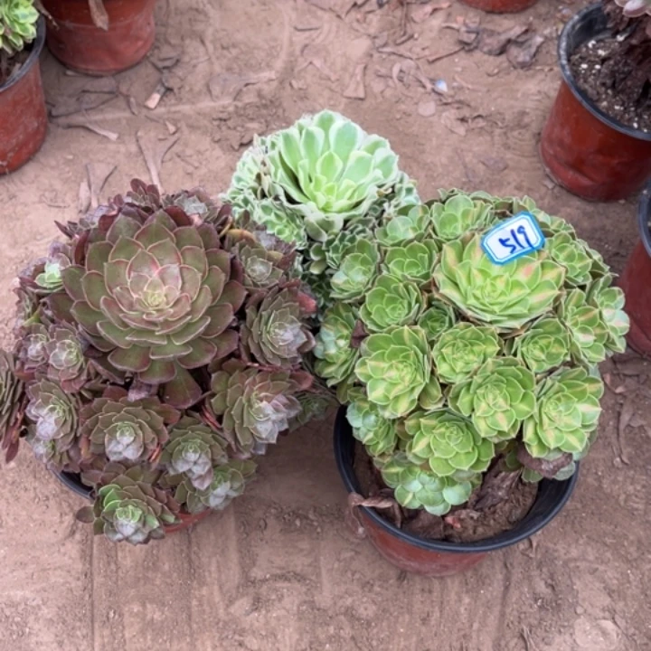 519多肉植物组合，