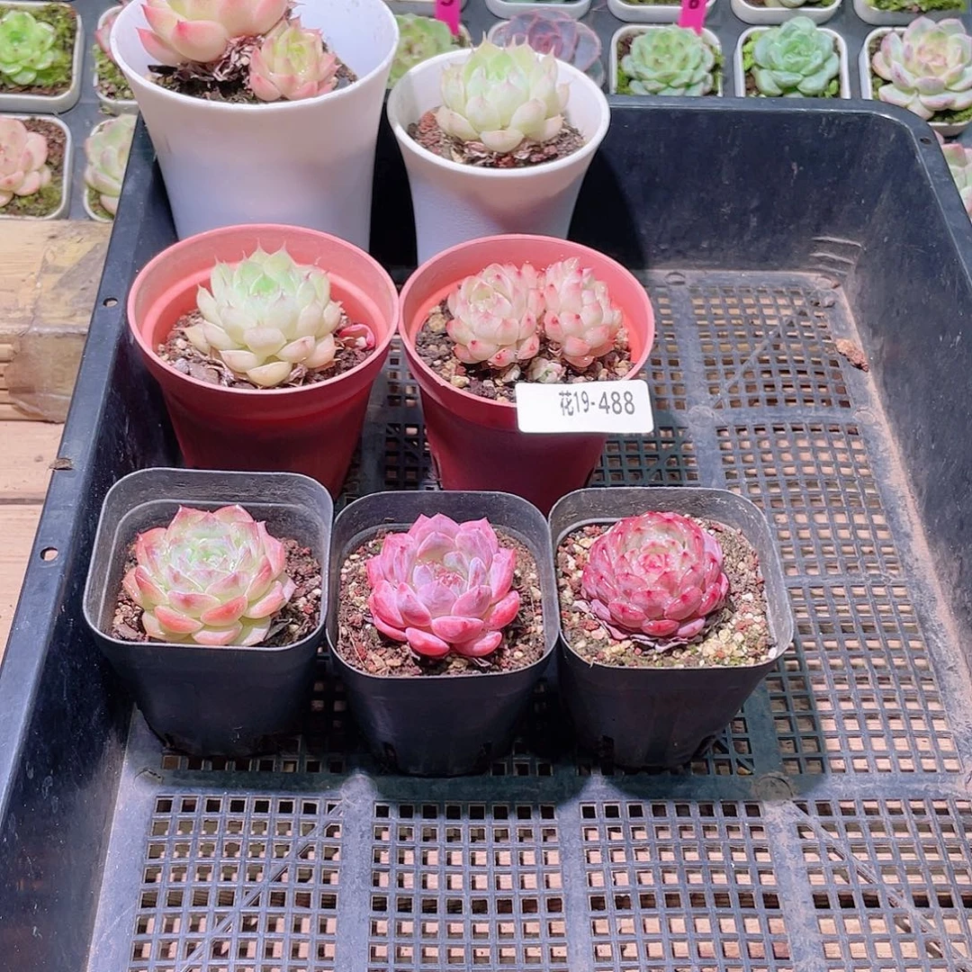 花利美19-488框拍7颗