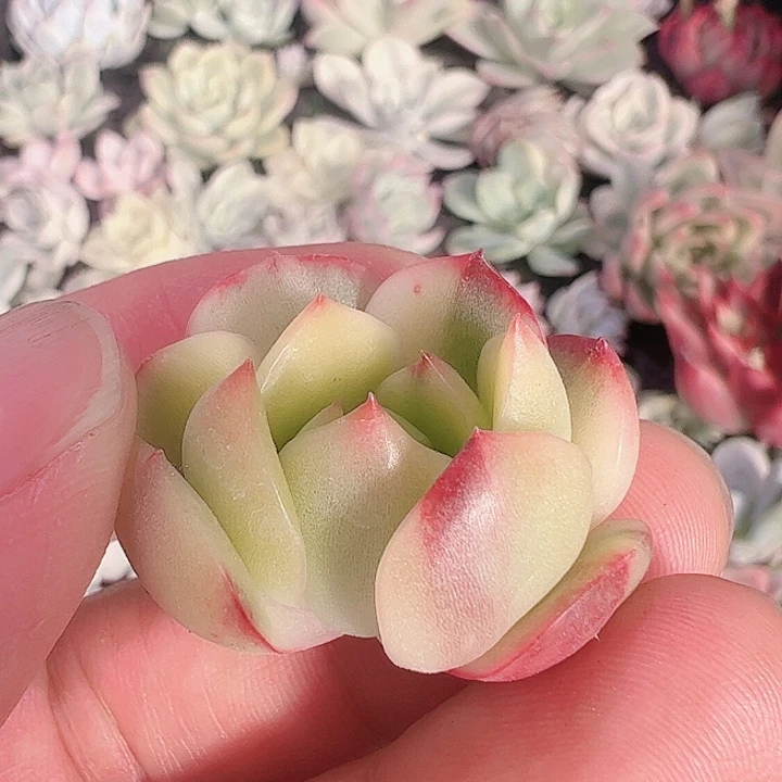 贝****1多肉植物多肉植物