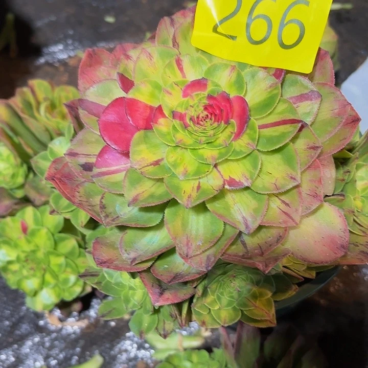 多肉植物知否266