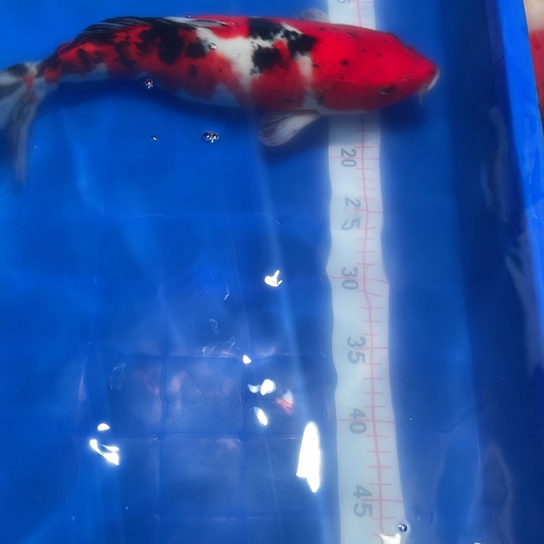 海水鱼35cm大正锦鲤1条