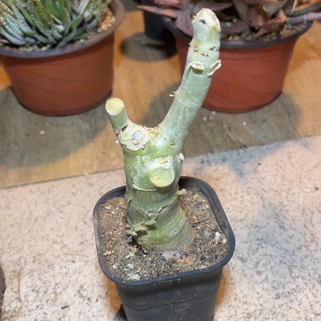 实生祖提葡萄翁块根